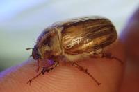 Amphimallon solstitiale