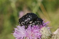 Oxythyrea funesta
