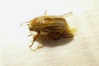 Amphimallon solstitiale
