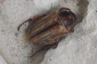 Amphimallon solstitiale