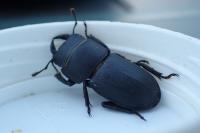 Dorcus parallelipipedus