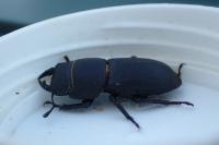 Dorcus parallelipipedus