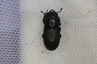 Dorcus parallelipipedus