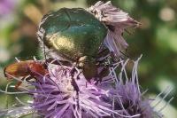 Cetonia aurata