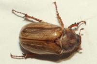 Amphimallon solstitiale