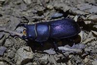 Dorcus parallelipipedus