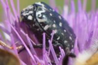 Oxythyrea funesta