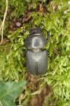 Dorcus parallelipipedus