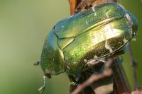 Cetonia aurata