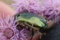 Cetonia aurata