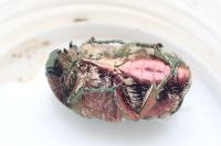 Cetonia aurata