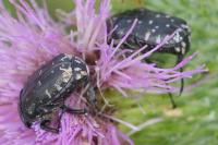 Oxythyrea funesta