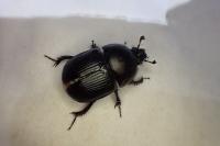 Geotrupes spiniger