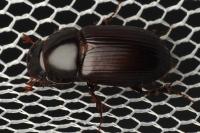 Acrossus rufipes