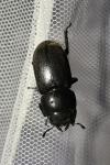Dorcus parallelipipedus