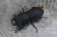 Dorcus parallelipipedus