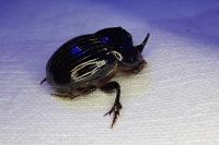 Copris lunaris