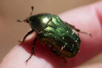 Cetonia aurata
