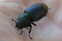 Lucanus cervus