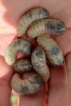 Liocola marmorata