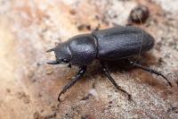 Dorcus parallelipipedus