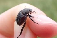 Hoplia philanthus