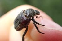 Hoplia philanthus