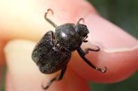 Hoplia philanthus