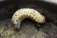 Oryctes nasicornis