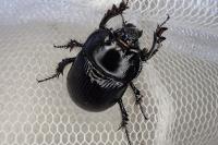 Typhaeus typhoeus