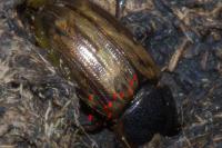 Melinopterus prodromus