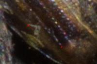 Melinopterus prodromus