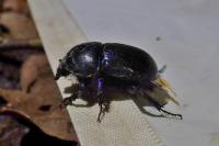 Geotrupes spiniger