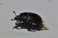 Typhaeus typhoeus