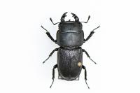 Dorcus parallelipipedus