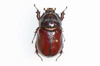 Oryctes nasicornis