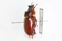 Oryctes nasicornis