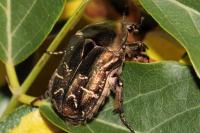 Potosia cuprea