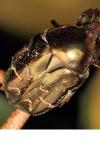 Potosia cuprea