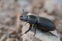 Dorcus parallelipipedus