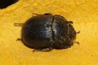 Typhaeus typhoeus