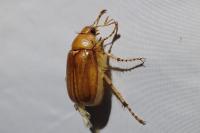 Rhizotrogus cicatricosus
