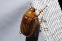 Rhizotrogus cicatricosus