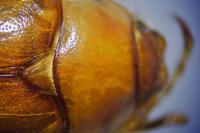 Rhizotrogus cicatricosus