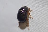 Odonteus armiger
