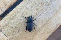 Dorcus parallelipipedus
