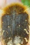 Tropinota hirta