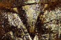 Tropinota hirta