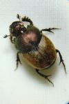 Onthophagus coenobita