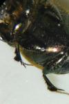 Onthophagus coenobita